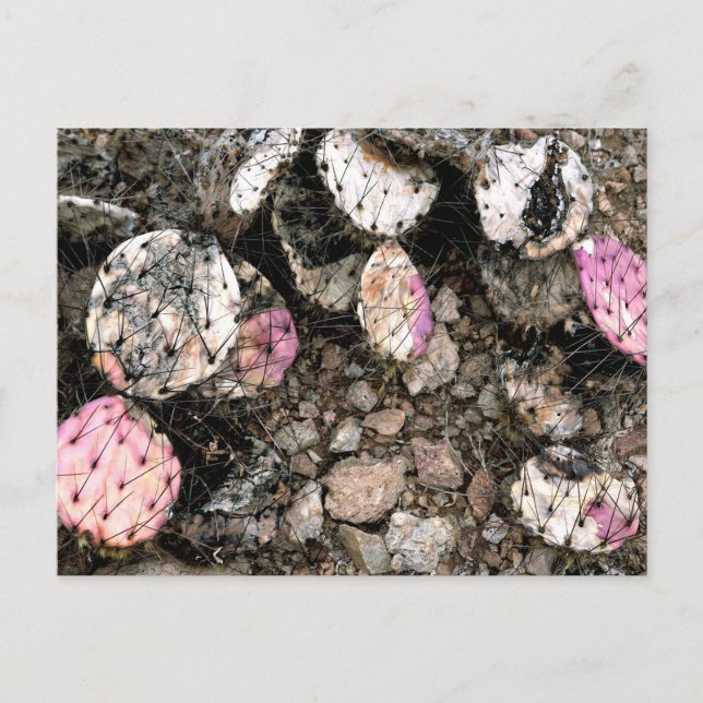 Cartão Postal Cactus Rosa morto (Frente)