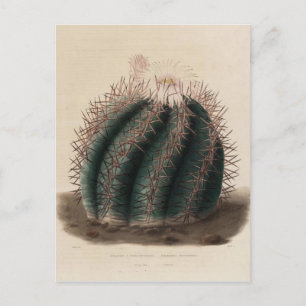 Cartão Postal Cactus Vintage, Flor Rosa, Impressão