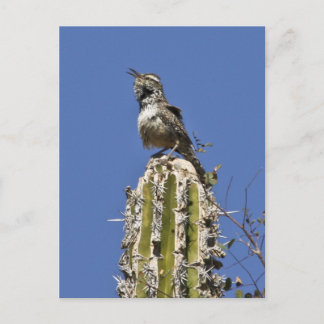 Cartão Postal Cactus Wren