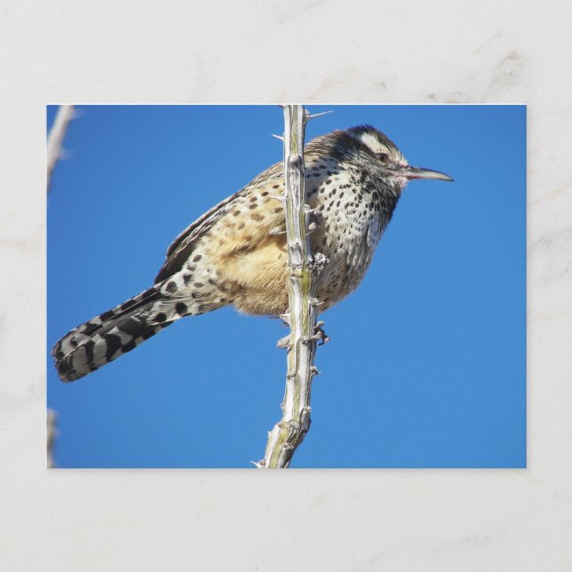 Cartão Postal Cactus Wren (Frente)
