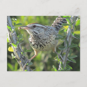 Cartão Postal Cactus Wren no Cartão-postal Ocotillo
