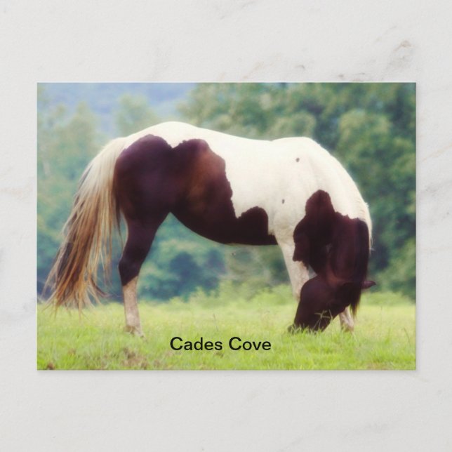 Cartão postal Cades Cove (Frente)