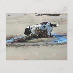 CARTÃO POSTAL CÃES