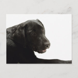 Cartão Postal Cães