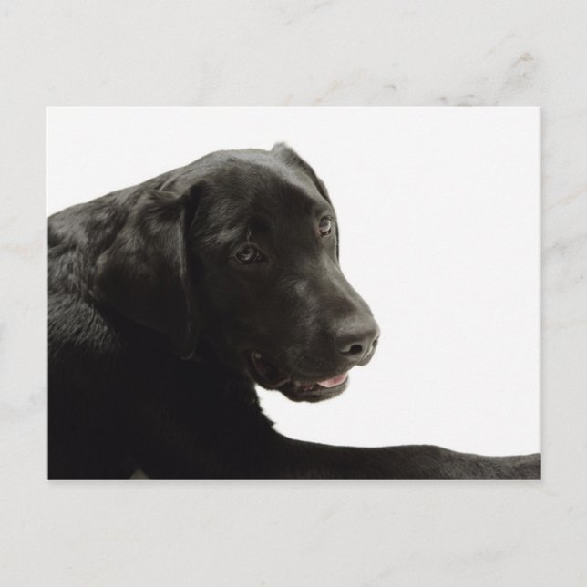Cartão Postal Cães (Frente)