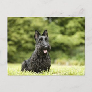 Cartão Postal Cães