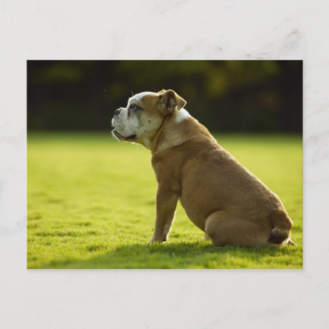 Cartão Postal Cães (Frente)