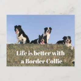 Cartão Postal Cães adoráveis