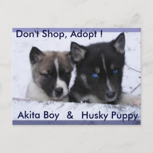 Cartão Postal Cães Adotados