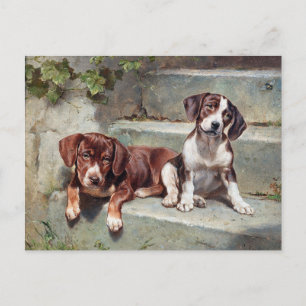 Cartão Postal Cães Cachorros Antigo Vintage