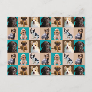 Cartão Postal Cães Cachorros Cachorros Cachorros Colagem