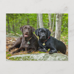 Cartão Postal Cães Cachorros Cachorros Puppies Black Lab Chocola