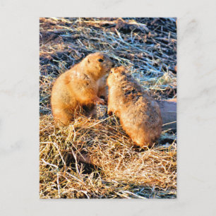CARTÃO POSTAL CÃES DA PRADARIA