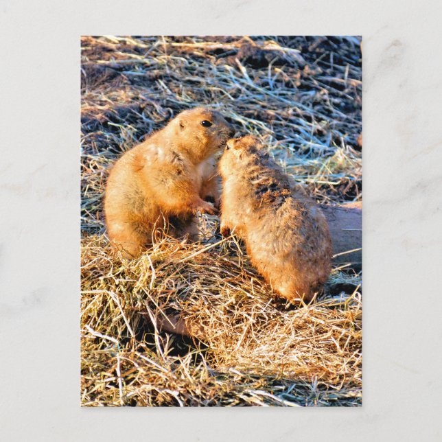 CARTÃO POSTAL CÃES DA PRADARIA (Frente)