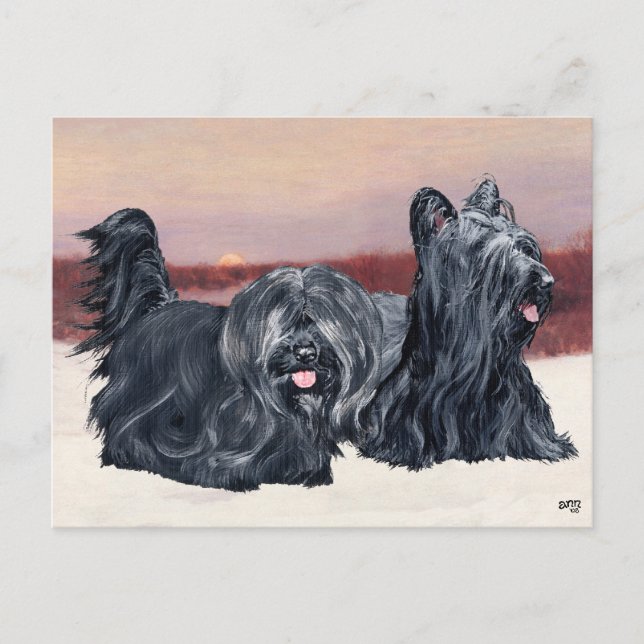 Cartão Postal Cães da Raça Skye Terrier Caminhando ao Pôr do Sol (Frente)