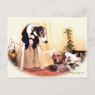 Cartão Postal Cães de casamento