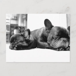 Cartão Postal Cães-de-ouro franceses dormindo lado a lado