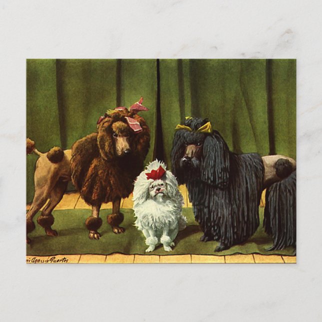 Cartão Postal Cães de Poodle Vintage (Frente)
