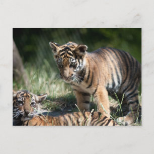 Cartão Postal Cães de tigre
