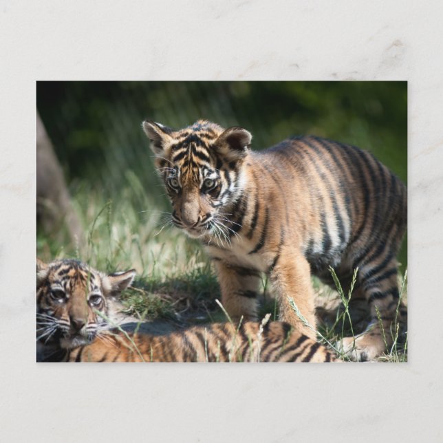 Cartão Postal Cães de tigre (Frente)