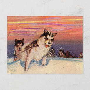 Cartão Postal Cães de trenó siberianos da década de 1940 a fa