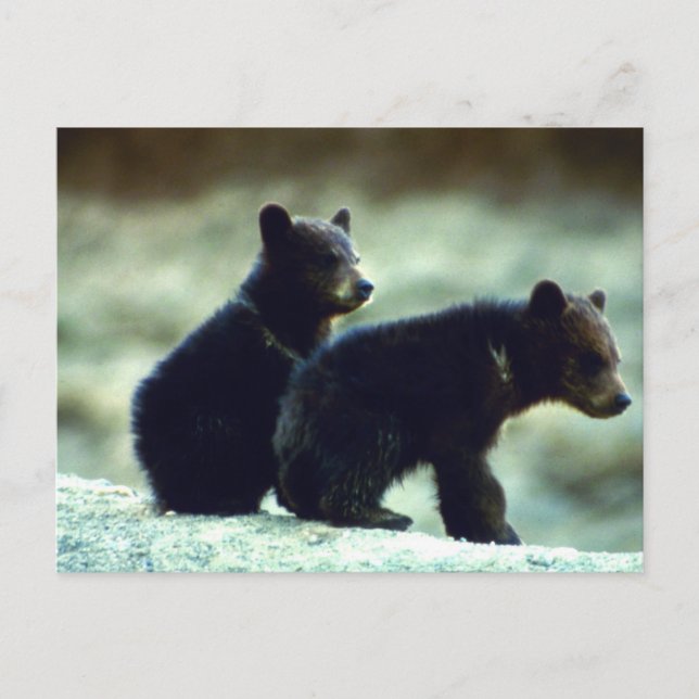 Cartão Postal Cães de Urso Negro (Frente)