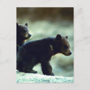 Cartão Postal Cães de Urso Negro