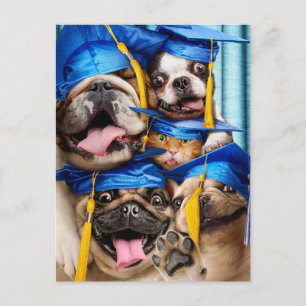 Cartão Postal Cães e Gatos Graduados no Fotocabine