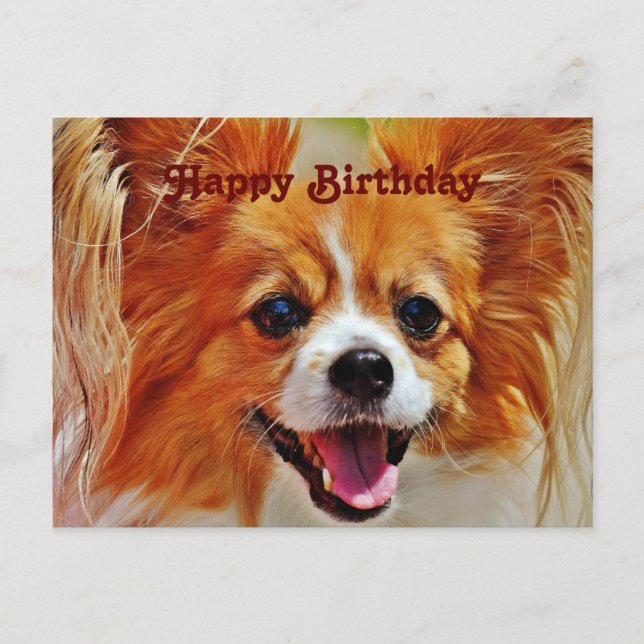 Cartão Postal Cães engraçados Feliz Aniversário (Frente)