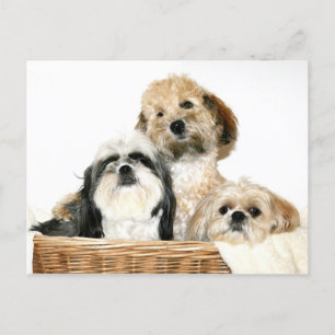 Cartão Postal Cães na cesta de roupa