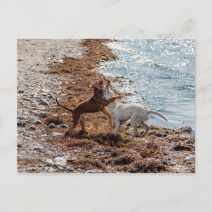 Cartão Postal Cães na praia