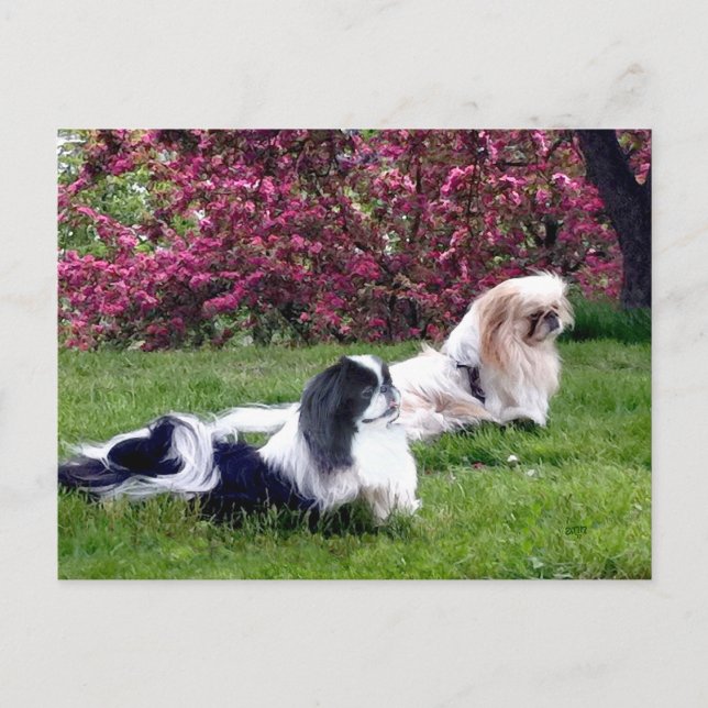 Cartão Postal Cães pequinês de várias cores (Frente)