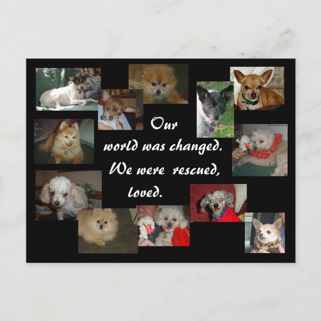 Cartão Postal Cães Recuperados (Frente)
