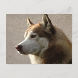 Cartão Postal Cães Siberianos Husky