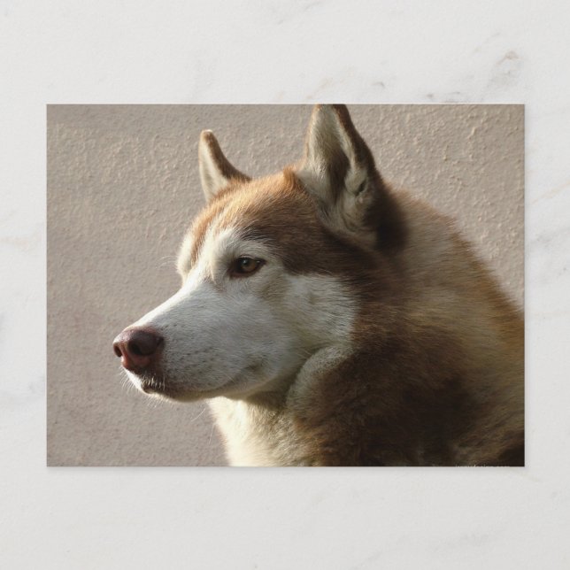Cartão Postal Cães Siberianos Husky (Frente)
