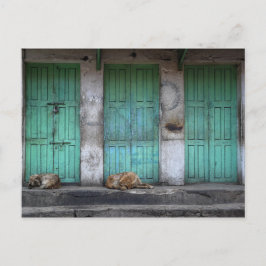 Cartão Postal Cães vadios em frente a portas verdes sujas