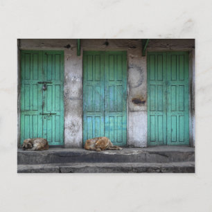 Cartão Postal Cães vadios em frente a portas verdes sujas
