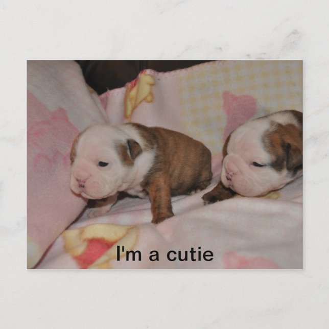 Cartão Postal cãezinhos (Frente)