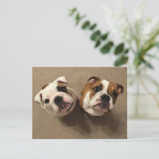 Cartão Postal Cãezinhos-buldogue ingleses