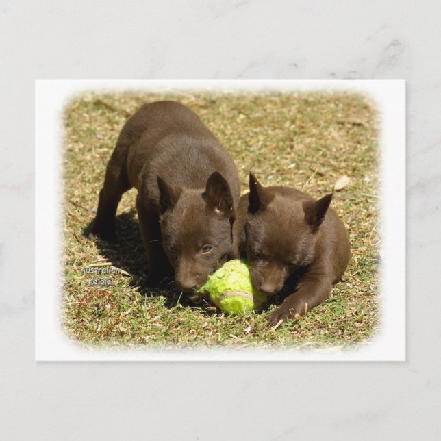 Cartão Postal Cãezinhos Kelpie australianos 9P022D-018 (Frente)