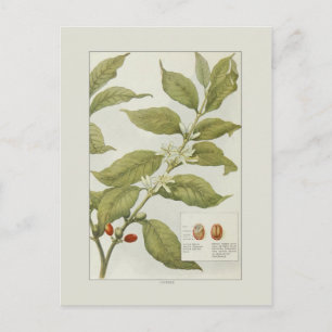 Cartão Postal Café