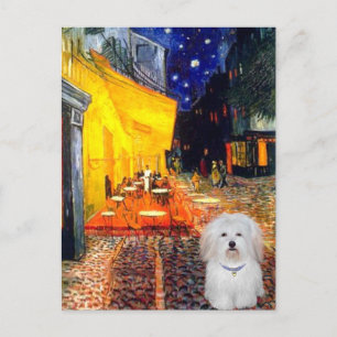 Cartão Postal Café - Coton de Tulear 4b