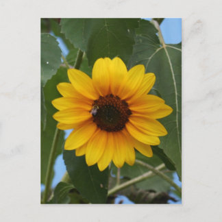 Cartão Postal Café da manhã para uma abelha!