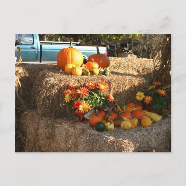 Cartão Postal Cai em Ellington, CT. (Frente)