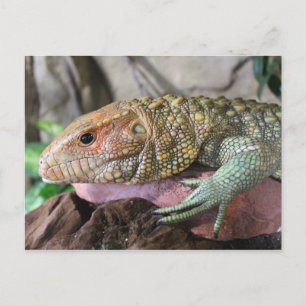 Cartão Postal Caiman Lizard nº 1