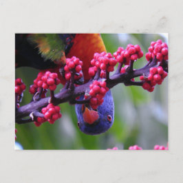 Cartão Postal Caindo em um lanche - Rainbow Lorikeet