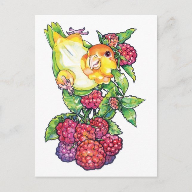 Cartão Postal Caique com framboesa (Frente)