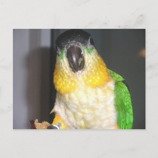 Cartão Postal Caique Preto (Frente)