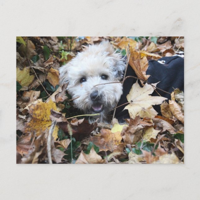 Cartão Postal Cair no outono (Frente)