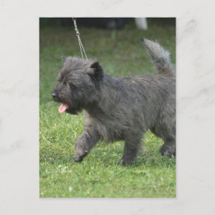 Cartão Postal Cairn Terrier